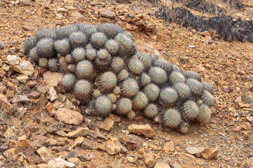 Copiapoa longistaminea cactus in the Atacama desert, Chile