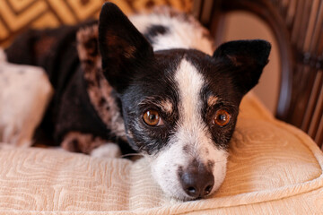 Rescue dog. Santa Fe, New Mexico.