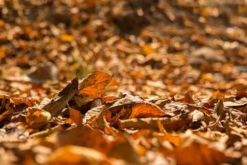 Abstract background,
A pile of dry leaves on the ground, on warm sunlight in the evening, in the summer.