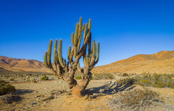 Copao cactus (Eulichnia breviflora) in the Atacama desert at Caldera, Chile