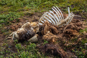 Closeup of the remains of a dead Muskox (Ovibos moschatus) on the arctic tundra in the vicinity of Kangerlussuaq, Greenland