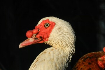 Mirada al alma