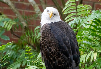 american bald eagle