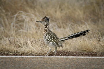 Roadrunner making a decision. Galisteo, New Mexico.
