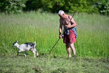 The farmer rakes the hay and the domestic goat runs around him in the meadow