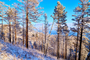 Pine trees on a hillside or mountain and blue sky in the background in Siberia near Lake Baikal in Russia