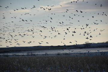A flock fo snow geese over a semi-frozen lake. 