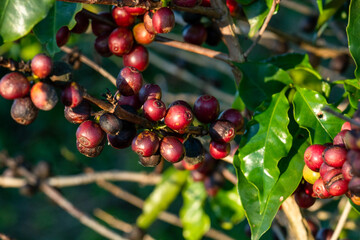 Plantação de café grãos