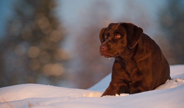 dog dogs 
