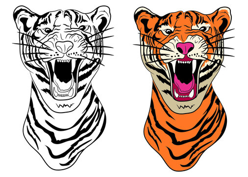 Two Growling portraits of a tiger black-white and color in isolate on a white background. Vector illustration.