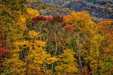 Fototapeta premium Blueridge Parkway, North Carolina