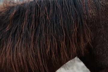 Texture of wavy horse mane hair closeup during winter.