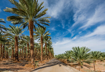 Fototapeta na wymiar Countryside gravel road among plantations of date palms, desert agriculture industry in the Middle East
