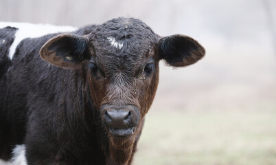 Naklejka na ściany i meble Curious young cow shows calf through winter fog on farm.