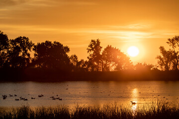 Obraz premium White pelicans silhouetted against the rising sun in wetlands near Fort Ransom, North Dakota, USA