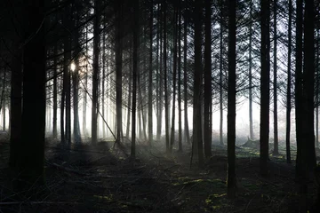 Fototapeten Foggy Forest  1 © Tom