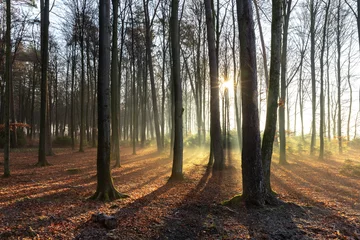 Foto op Canvas Foggy Forest  2 © Tom