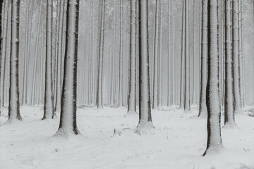 Winter Forest #1