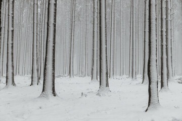 Winter Forest #1