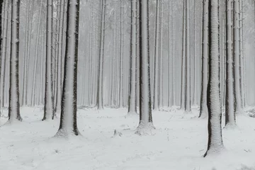 Foto auf Leinwand Winter Forest  1 © Tom