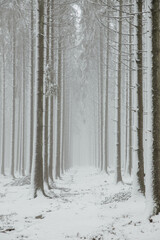 Winter Forest #2