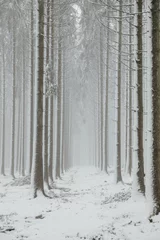 Foto auf Alu-Dibond Winter Forest  2 © Tom