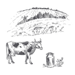 The variegated cow. Milk's farm. Rural landscape. Vector illustration. Eco-friendly production, agriculture, animal husbandry.