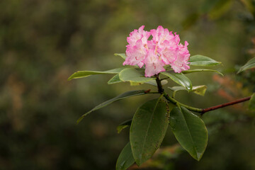 Rhododendron, Siuslaw National Forest, Oregon