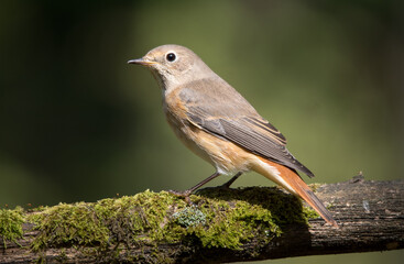 Обыкновненная горихвостка, Common Redstart.