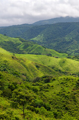 Obraz premium Monteverde cloud forest in vertical format, Costa Rica, Central America.