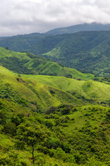 Monteverde cloud forest in vertical format, Costa Rica, Central America.