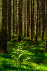 USA, Oregon, Clackamas. Forest with cedar and Douglas fir trees.