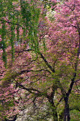 USA, Oregon, Portland. Spring trees with pink flowers.