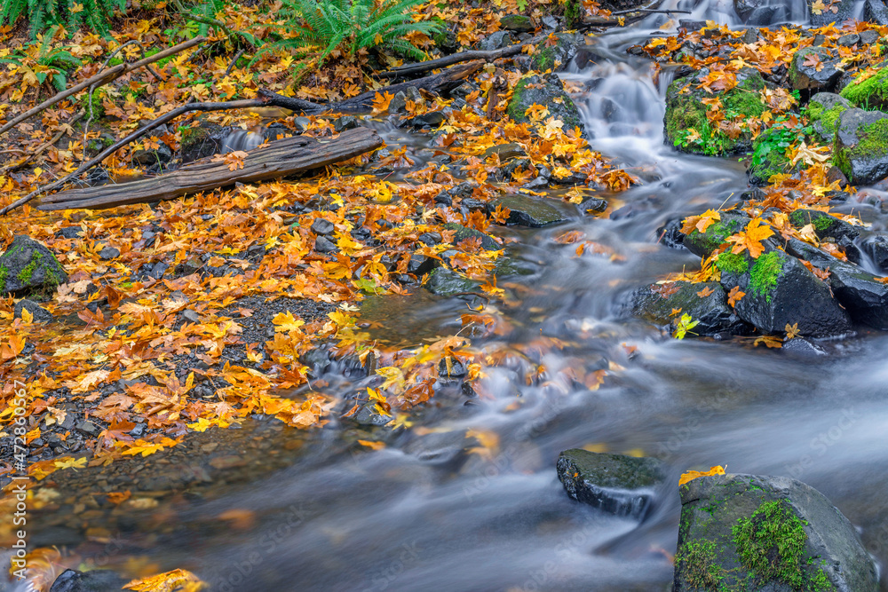 Wall mural USA, Oregon. Columbia River Gorge National Scenic Area, Starvation Creek State Park, Starvation Creek in autumn with fallen maple leaves, dark volcanic rocks, moss and ferns.