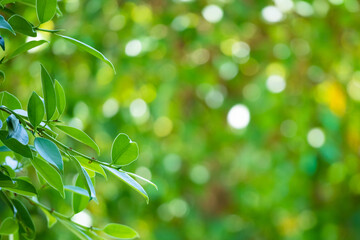 Fototapeta na wymiar Plant green leaf in garden with bokeh background