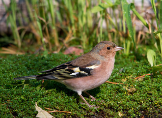 Fototapete bei efototapeten.de bestellen   