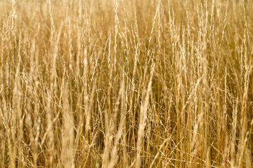 Yellow autumn grass in the field, golden landscape