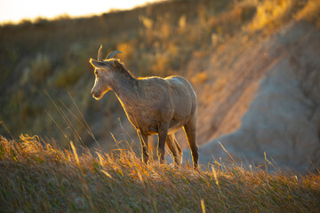 USA, South Dakota, Badlands National Park, Bighorn sheep