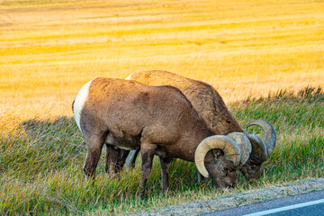 USA, South Dakota, Badlands National Park, Bighorn sheep rams - obrazy, fototapety, plakaty
