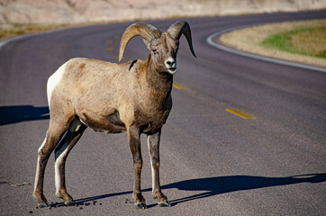 USA, South Dakota, Badlands National Park, Bighorn sheep, ram on Loop Road
