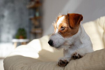 Wire Haired Jack Russell Terrier puppy in the dog bed. Small rough coated doggy with funny fur stains resting in a lounger at home. Close up, copy space, cozy interior background