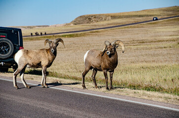 USA, South Dakota, Badlands National Park, Bighorn sheep, rams on Loop Road - obrazy, fototapety, plakaty