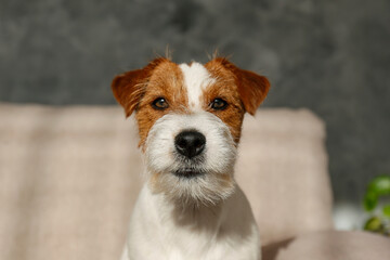 Wire Haired Jack Russell Terrier puppy on the couch looking at the camera. Small rough coated doggy with funny fur stains sitting on a sofa at home. Close up, copy space, cozy interior background