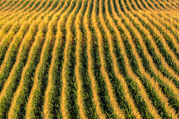 Rows of full growth corn near Tripp, South Dakota, USA