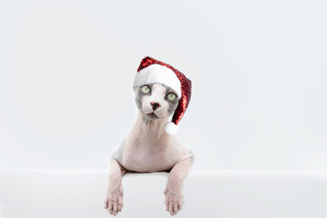 Sphynx cat celebrating christmas wearing a santa claus hat. Isolated on white background