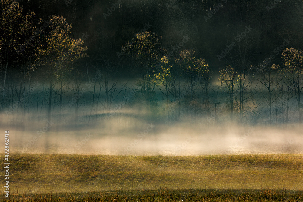 Canvas Prints Foggy meadow at sunrise, Cades Cove, Smoky Mountains National Park, Tennessee