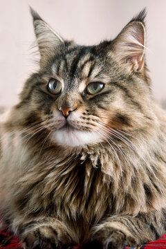 Portrait of domestic black tabby Maine Coon cat. Close-up photo of striped cat looking at camera. Focus on eyes.