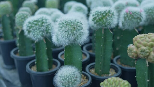 Small gardening concept of 4k Resolution. Cactus in the nursery. Cultivation and breeding.