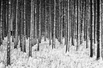 Verschneiter Wald mit jungen Bäumen