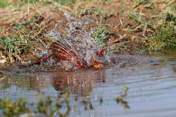 Pyrrhuloxia bathing in small pond, Rio Grande Valley, Texas